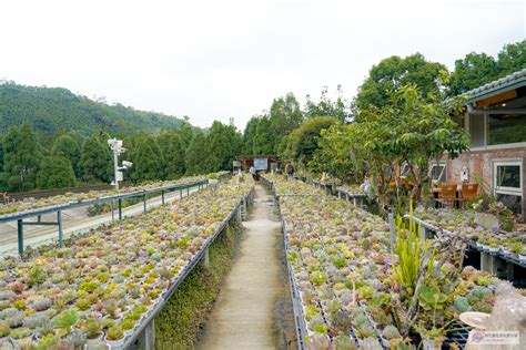 佳河錦鯉園|桃園美食